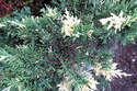 Jałowiec chiński Expansa Variegata Juniperus chinensis C3