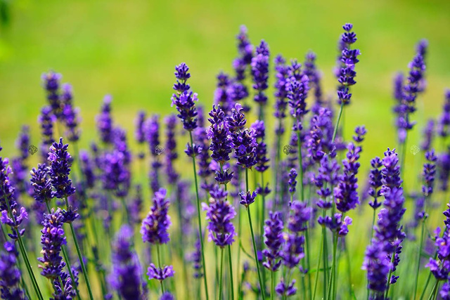 Lawenda wąskolistna Hidcote Blue Scent Lavandula angustifolia P9