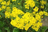 Smagliczka skalna Aurinia saxatilis P9