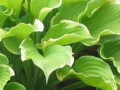 Funkia Winter Snow Hosta C2