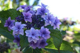Hortensja ogrodowa Etoile Violette Hydrangea macrophylla C12