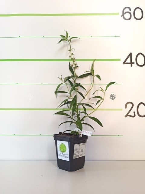 Budleja Davida White Profusion Buddleja davidii P9