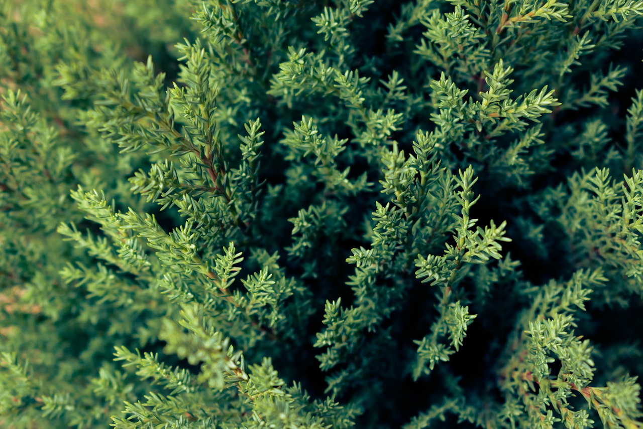 Jałowiec pospolity Suecica Juniperus communis C2