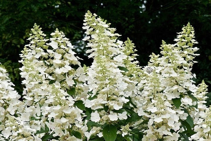 Hortensja bukietowa Dolly Hydrangea paniculata C3