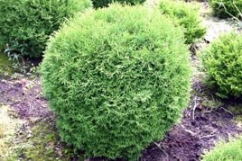 Tuja Tiny Tim Thuja occidentalis C2