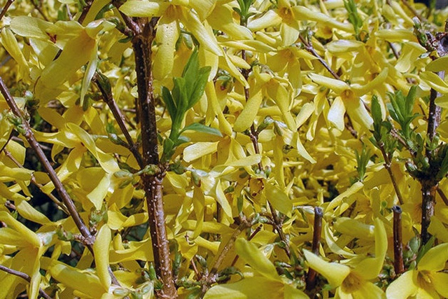Forsycja pośrednia Era Forsythia intermedia P9