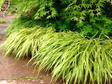 Hakonechloa wysmukła Stripe It Rich Hakonechloa macra P13