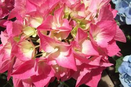 Hortensja ogrodowa Freudenstein Hydrangea macrophylla C5