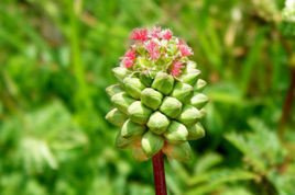 Krwiściąg mniejszy Sanguisorba minor P9