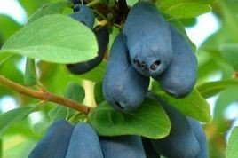 Jagoda kamczacka Czelabinka Lonicera caerulea var. kamtschatica P9