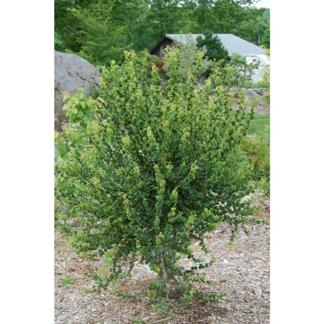 Wierzba babilońska Crispa Salix babylonica P9