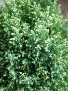 Cyprysik Lawsona Snow White Chamaecyparis lawsoniana C2