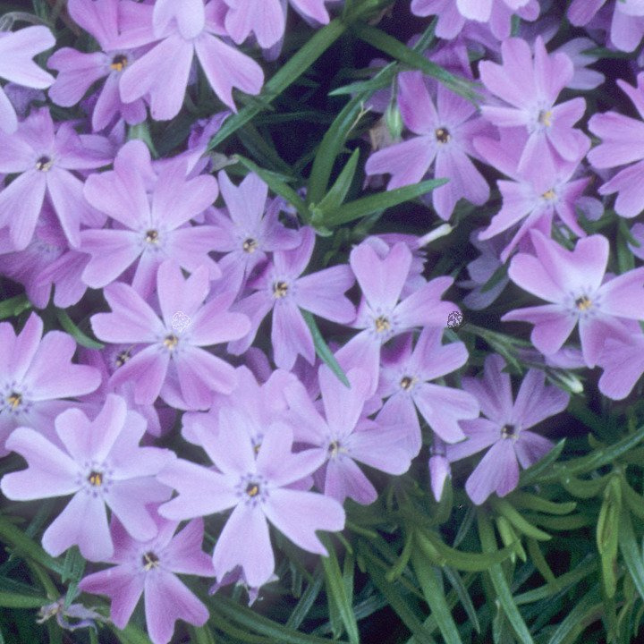 Floks Emerald Cushion Blue Phlox subulata