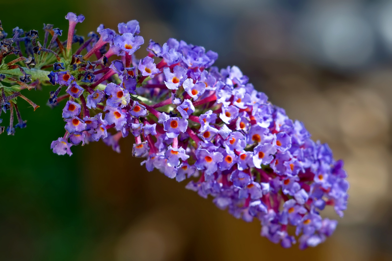 Budleja Davida Black Knight Buddleja davidii P9