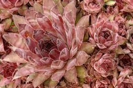 Rojnik pajęczynowaty Cameleon Sempervivum arachnoideum P9