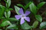 Barwinek pospolity Vinca minor P9