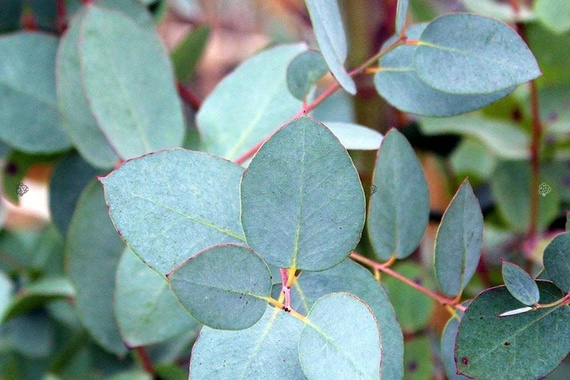 Eukaliptus górski Eucalyptus gunni