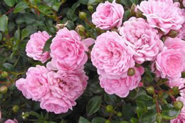 Róża The Fairy Rosa P9