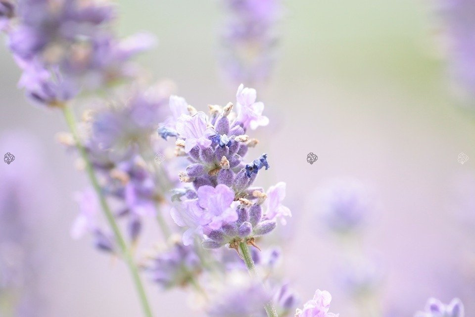 Lawenda wąskolistna Brabants Lust Lavandula angustifolia P9