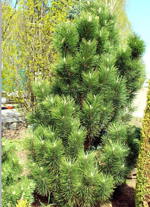 Sosna czarna Green Rocket Pinus nigra C7,5