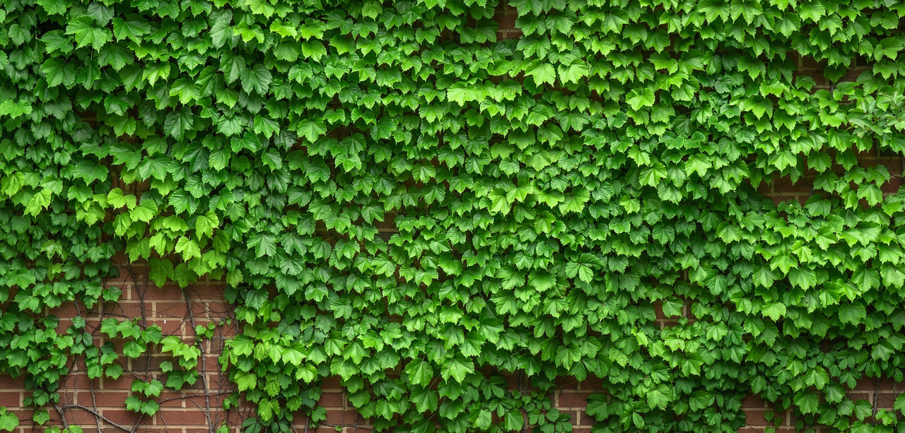 Bluszcz pospolity Hibernica Hedera helix C2