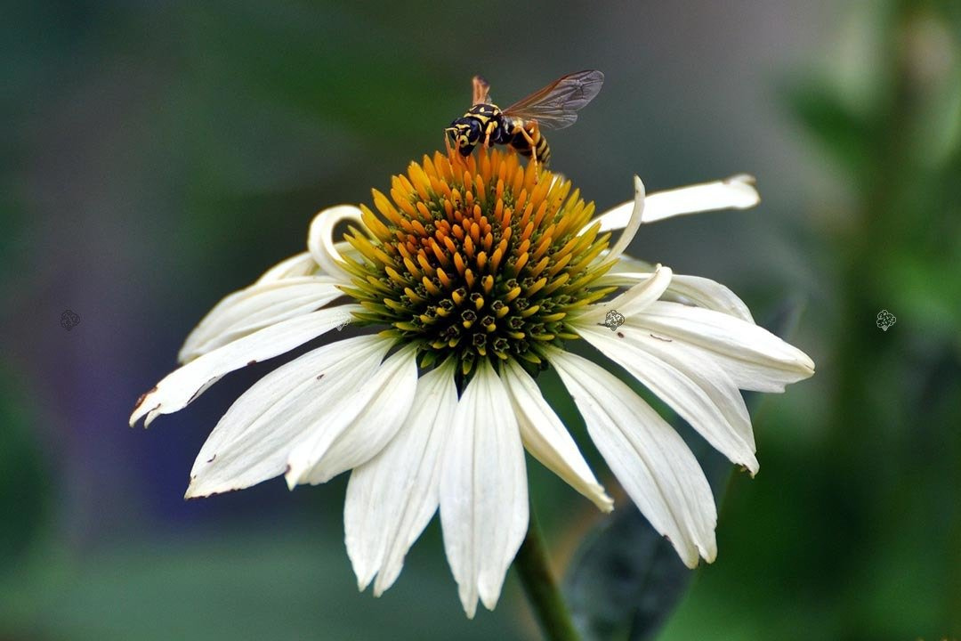 Jeżówka Meditation White Echinacea C2