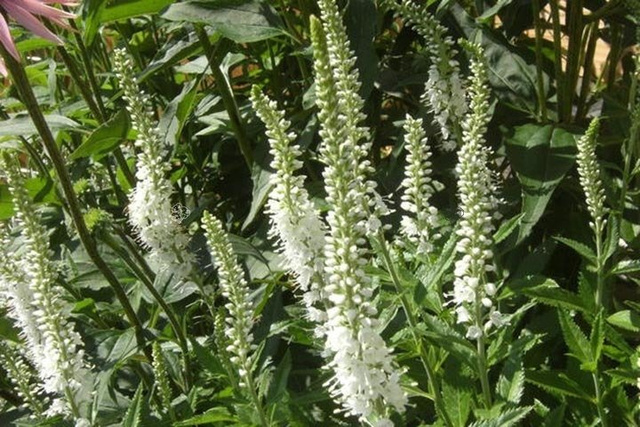 Przetacznik długolistny Schneeriesin Veronica longifolia C2