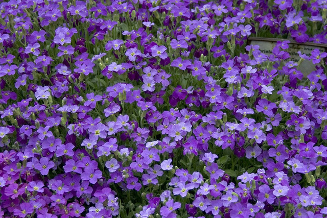 Żagwin ogrodowy Aubrieta cultorum P9