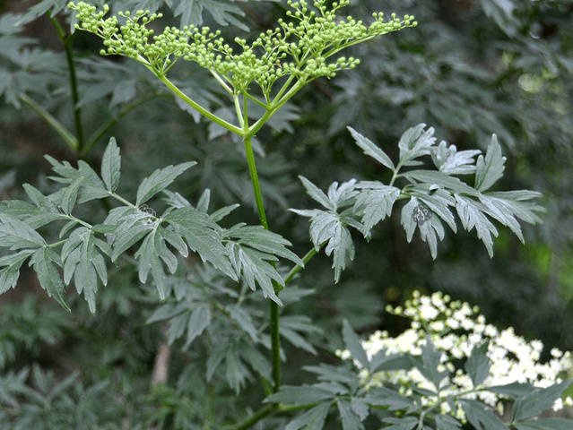 Bez czarny Laciniata Sambucus nigra C3
