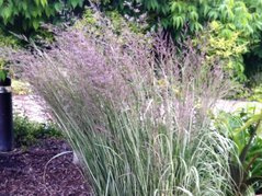 Trzcinnik ostrokwiatowy Overdam Calamagrostis acutiflora C2