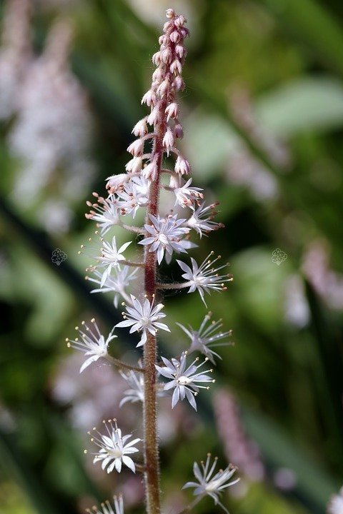Tiarella sercolistna Tiarella cordifolia P9