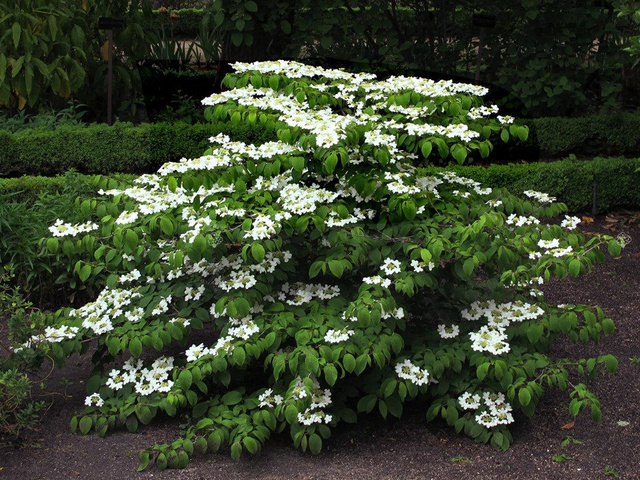 Kalina japońska Mariesii Viburnum plicatum P9