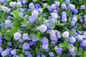 Prusznik Victoria Ceanothus P9