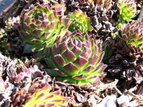 Rojnik Faraon Sempervivum P9