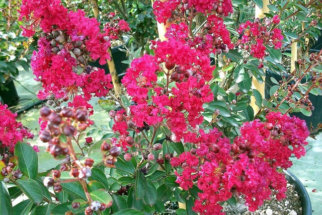 Lagerstroemia indyjska Red Imperator Lagerstroemia indica P9