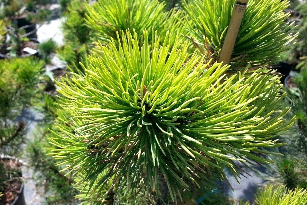 Sosna kosodrzewina Ophir Pinus mugo C5