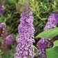 Budleja Dawida Nike Buddleja davidii C3