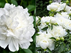 Piwonia Duchesse De Nemours Paeonia C2