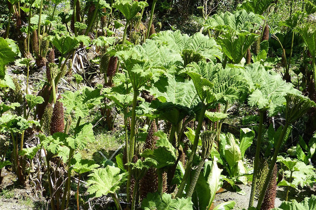 Gunnera olbrzymia Gunnera manicata P11