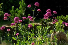 Lepnica wschodnia Silene orientalis P9