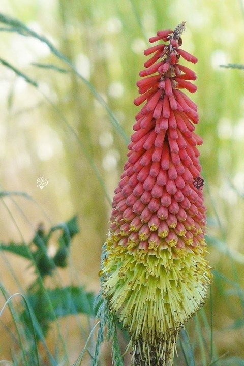 Trytoma groniasta Fire Glow Kniphofia uvaria P9