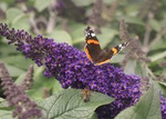 Budleja Rocketstar Indigo PBR Buddleja C3
