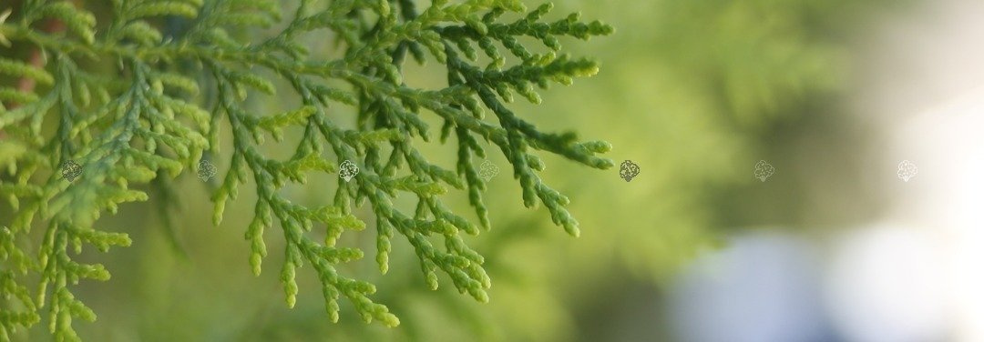 Tuja Brabant Thuja occidentalis P9