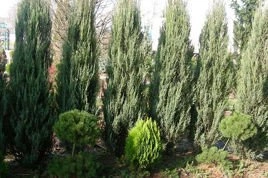 Jałowiec skalny Skyrocket Juniperus scopulorum C2