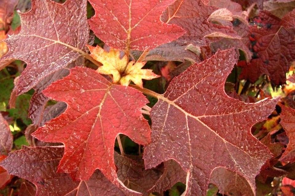 Hortensja dębolistna Burgundy Hydrangea quercifolia C2