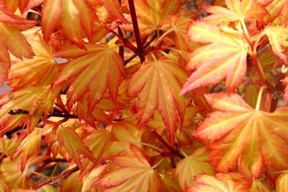 Klon palmowy Orange Dream Acer palmatum C2