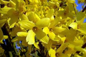 Forsycja Goldrausch Forsythia C3