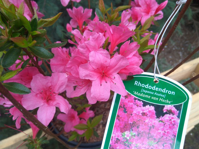 Azalia japońska Madame van Hecke Rhododendron obtusum C2