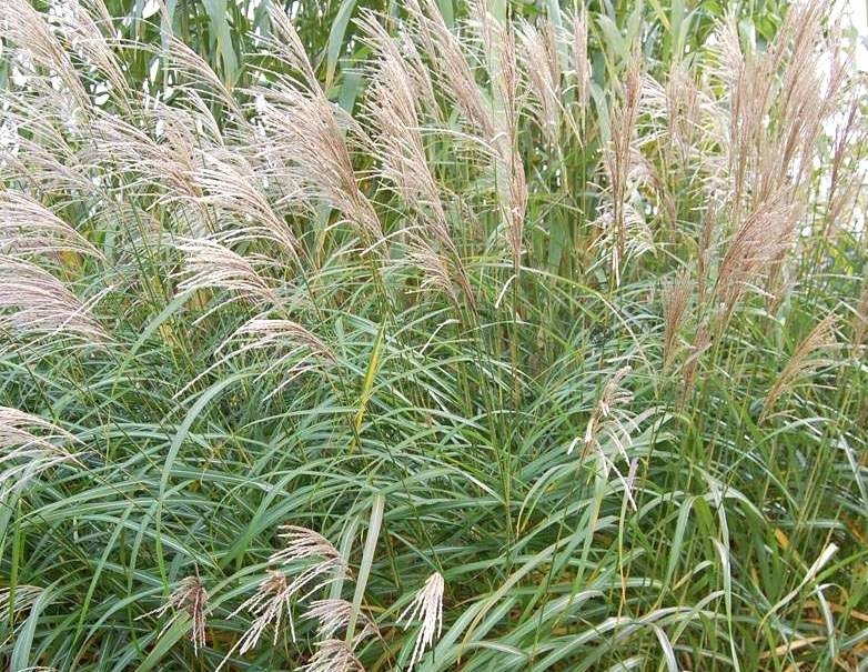 Miskant chiński Silberfeder Miscanthus sinensis C3