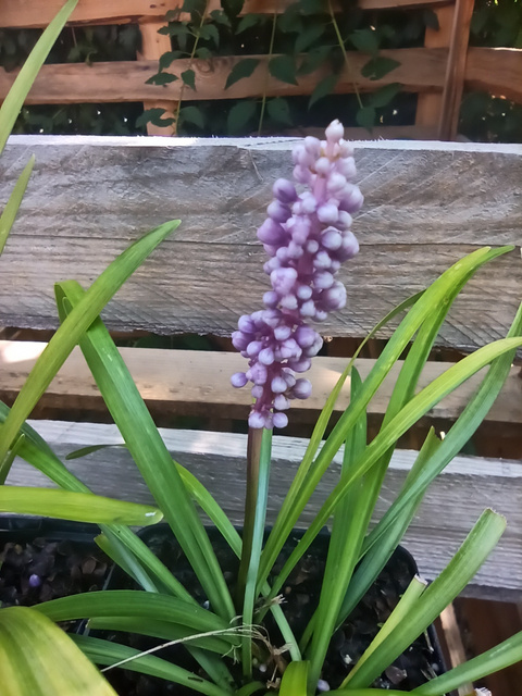 Liriope szafirkowata Big Blue Liriope muscari C2
